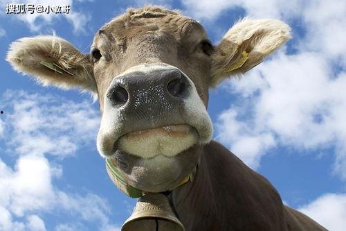 国产牛牛碰色在线视频