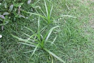 国产野草视频在线播,在线播映的绿色盛宴