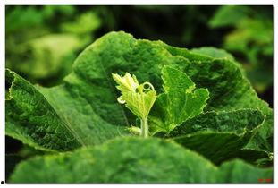 丝瓜国产在线,绿色健康，美味营养的餐桌新宠