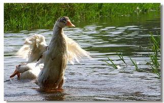 国产吧鸭子在线看,探寻国产影视的别样魅力